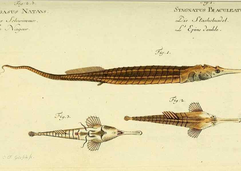 Reproducción/Reproduction 49826283042: D. Marcus Elieser Bloch's, ausübenden Arztes zu Berlin ... Oeconomische Naturgeschichte der Fische Deutschlands .... Berlin :Auf Kosten des Verfassers und in Commission bei dem Buchhändler Hr. Hesse,1782-1795.. 