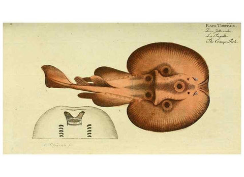 Reproducción/Reproduction 49825432188: D. Marcus Elieser Bloch's, ausübenden Arztes zu Berlin ... Oeconomische Naturgeschichte der Fische Deutschlands .... Berlin :Auf Kosten des Verfassers und in Commission bei dem Buchhändler Hr. Hesse,1782-1795.. 