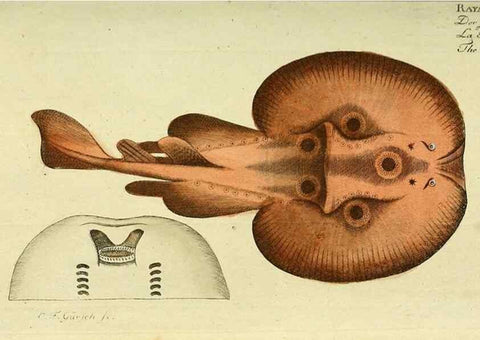 Reproducción/Reproduction 49825432188: D. Marcus Elieser Bloch's, ausübenden Arztes zu Berlin ... Oeconomische Naturgeschichte der Fische Deutschlands .... Berlin :Auf Kosten des Verfassers und in Commission bei dem Buchhändler Hr. Hesse,1782-1795.. 