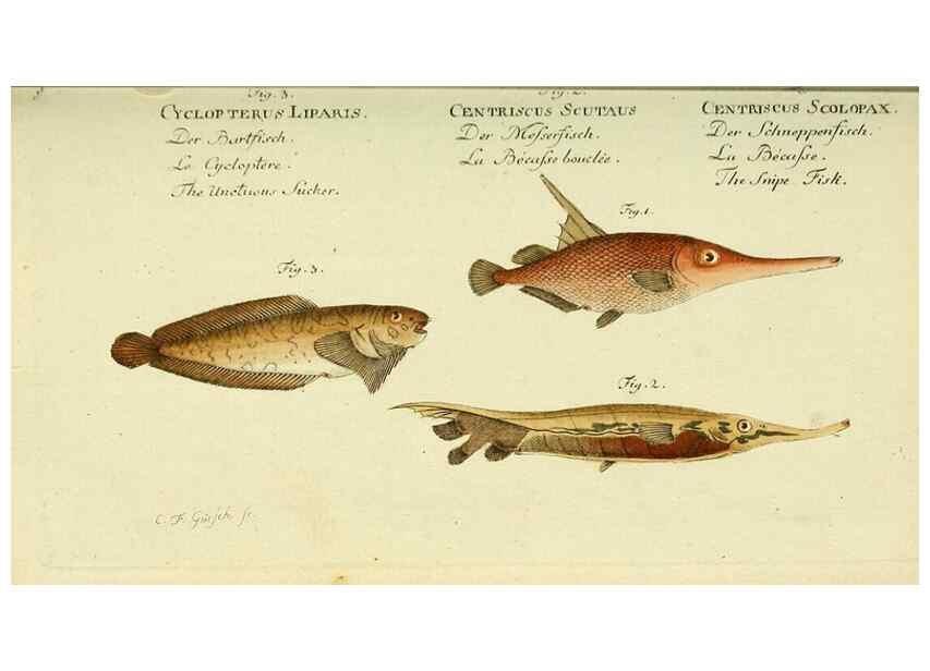 Reproducción/Reproduction 49825432658: D. Marcus Elieser Bloch's, ausübenden Arztes zu Berlin ... Oeconomische Naturgeschichte der Fische Deutschlands .... Berlin :Auf Kosten des Verfassers und in Commission bei dem Buchhändler Hr. Hesse,1782-1795.. 