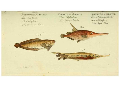 Reproducción/Reproduction 49825432658: D. Marcus Elieser Bloch's, ausübenden Arztes zu Berlin ... Oeconomische Naturgeschichte der Fische Deutschlands .... Berlin :Auf Kosten des Verfassers und in Commission bei dem Buchhändler Hr. Hesse,1782-1795.. 
