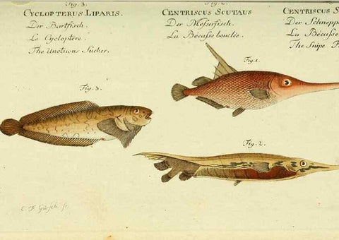 Reproducción/Reproduction 49825432658: D. Marcus Elieser Bloch's, ausübenden Arztes zu Berlin ... Oeconomische Naturgeschichte der Fische Deutschlands .... Berlin :Auf Kosten des Verfassers und in Commission bei dem Buchhändler Hr. Hesse,1782-1795.. 