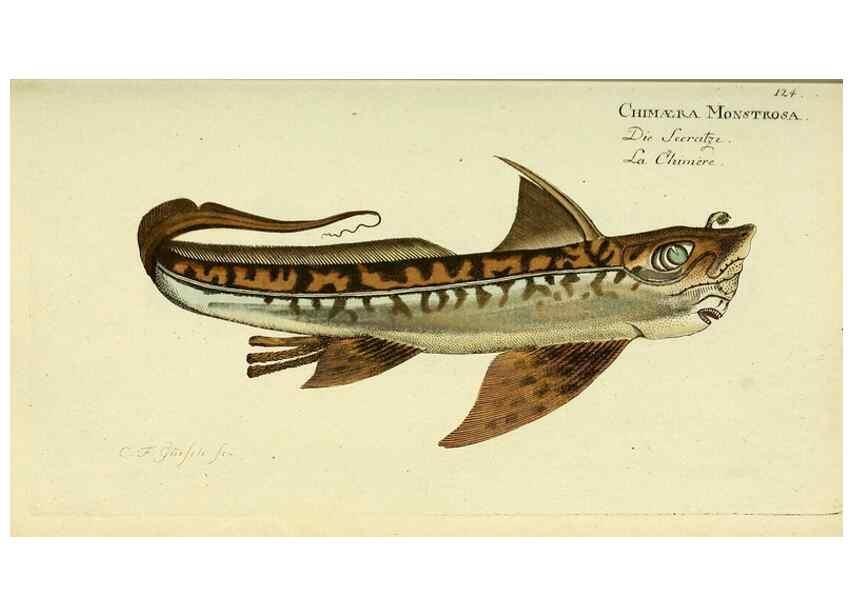 Reproducción/Reproduction 49825967016: D. Marcus Elieser Bloch's, ausübenden Arztes zu Berlin ... Oeconomische Naturgeschichte der Fische Deutschlands .... Berlin :Auf Kosten des Verfassers und in Commission bei dem Buchhändler Hr. Hesse,1782-1795.. 