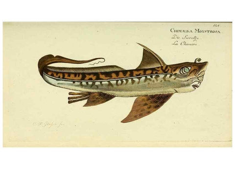 Reproducción/Reproduction 49825967016: D. Marcus Elieser Bloch's, ausübenden Arztes zu Berlin ... Oeconomische Naturgeschichte der Fische Deutschlands .... Berlin :Auf Kosten des Verfassers und in Commission bei dem Buchhändler Hr. Hesse,1782-1795.. 