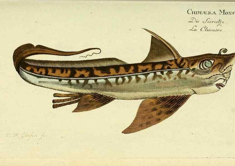 Reproducción/Reproduction 49825967016: D. Marcus Elieser Bloch's, ausübenden Arztes zu Berlin ... Oeconomische Naturgeschichte der Fische Deutschlands .... Berlin :Auf Kosten des Verfassers und in Commission bei dem Buchhändler Hr. Hesse,1782-1795.. 