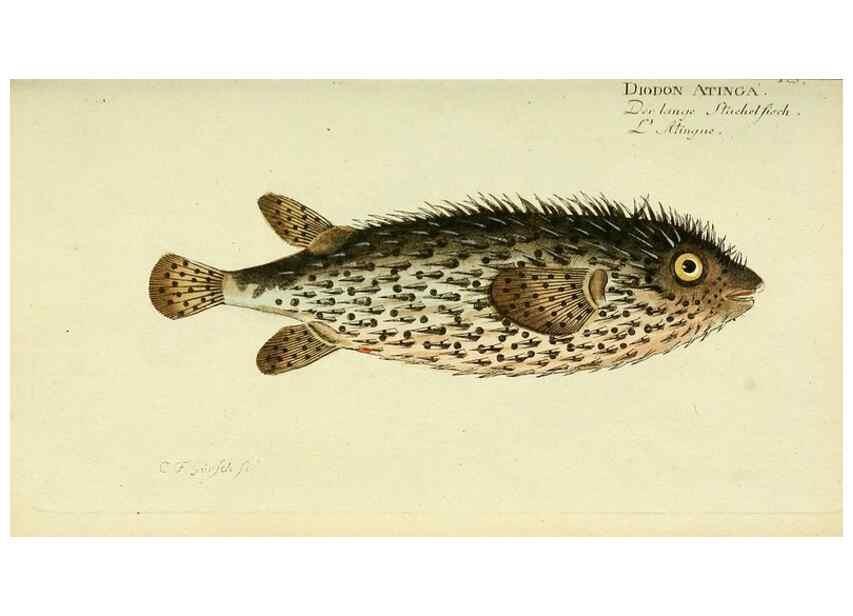Reproducción/Reproduction 49825967396: D. Marcus Elieser Bloch's, ausübenden Arztes zu Berlin ... Oeconomische Naturgeschichte der Fische Deutschlands .... Berlin :Auf Kosten des Verfassers und in Commission bei dem Buchhändler Hr. Hesse,1782-1795.. 