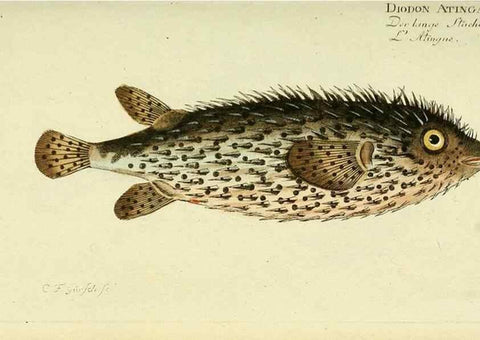 Reproducción/Reproduction 49825967396: D. Marcus Elieser Bloch's, ausübenden Arztes zu Berlin ... Oeconomische Naturgeschichte der Fische Deutschlands .... Berlin :Auf Kosten des Verfassers und in Commission bei dem Buchhändler Hr. Hesse,1782-1795.. 