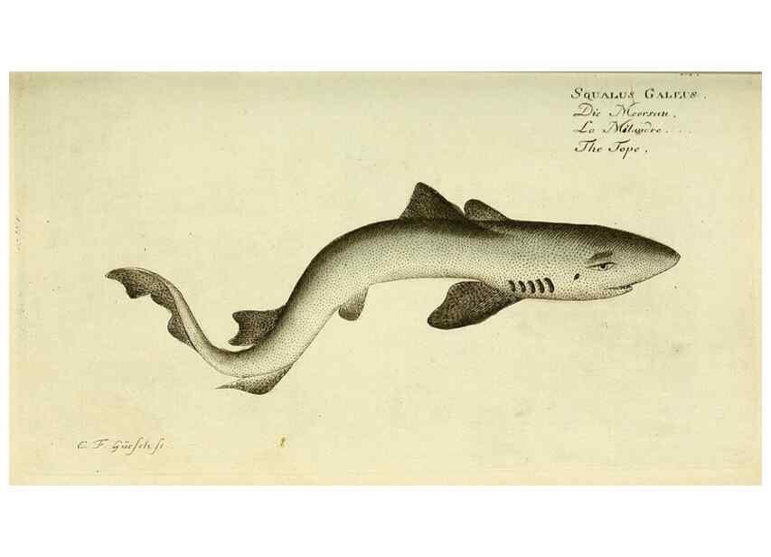Reproducción/Reproduction 49825430468: D. Marcus Elieser Bloch's, ausübenden Arztes zu Berlin ... Oeconomische Naturgeschichte der Fische Deutschlands .... Berlin :Auf Kosten des Verfassers und in Commission bei dem Buchhändler Hr. Hesse,1782-1795.. 