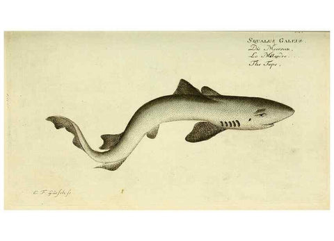 Reproducción/Reproduction 49825430468: D. Marcus Elieser Bloch's, ausübenden Arztes zu Berlin ... Oeconomische Naturgeschichte der Fische Deutschlands .... Berlin :Auf Kosten des Verfassers und in Commission bei dem Buchhändler Hr. Hesse,1782-1795.. 