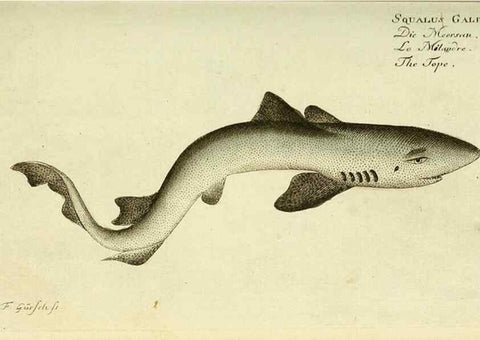 Reproducción/Reproduction 49825430468: D. Marcus Elieser Bloch's, ausübenden Arztes zu Berlin ... Oeconomische Naturgeschichte der Fische Deutschlands .... Berlin :Auf Kosten des Verfassers und in Commission bei dem Buchhändler Hr. Hesse,1782-1795.. 