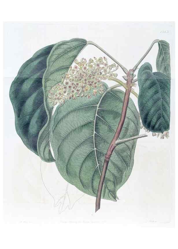 Reproducción/Reproduction 49824805873: Edwards's botanical register.. London :James Ridgway,1829-1847.. 
