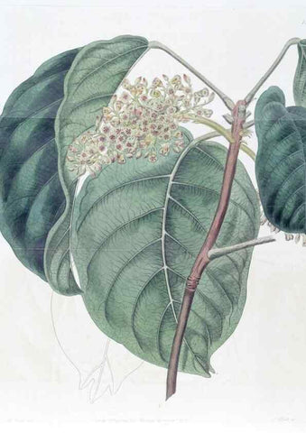 Reproducción/Reproduction 49824805873: Edwards's botanical register.. London :James Ridgway,1829-1847.. 