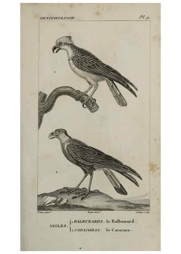 Reproducción/Reproduction 49826361181: Traité d'ornithologie, ou, Tableau méthodique des ordres, sous-ordres, familles, tribus, genres, sous-genres et races d'oiseaux :. Bruxelles :Chez F.G. Levrault ;1831.. 