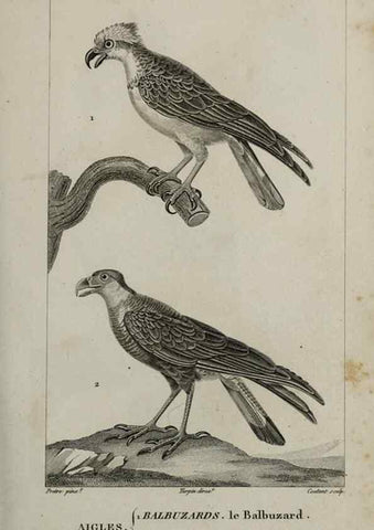 Reproducción/Reproduction 49826361181: Traité d'ornithologie, ou, Tableau méthodique des ordres, sous-ordres, familles, tribus, genres, sous-genres et races d'oiseaux :. Bruxelles :Chez F.G. Levrault ;1831.. 