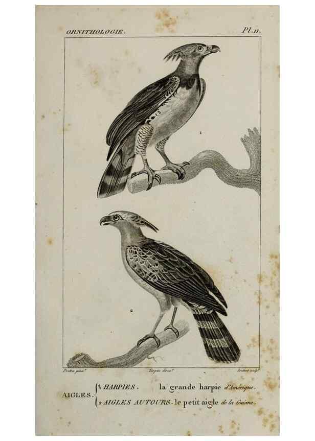 Reproducción/Reproduction 49826679862: Traité d'ornithologie, ou, Tableau méthodique des ordres, sous-ordres, familles, tribus, genres, sous-genres et races d'oiseaux :. Bruxelles :Chez F.G. Levrault ;1831.. 