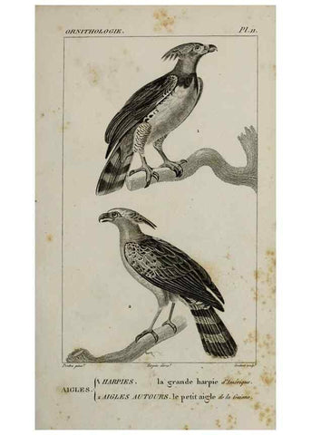 Reproducción/Reproduction 49826679862: Traité d'ornithologie, ou, Tableau méthodique des ordres, sous-ordres, familles, tribus, genres, sous-genres et races d'oiseaux :. Bruxelles :Chez F.G. Levrault ;1831.. 