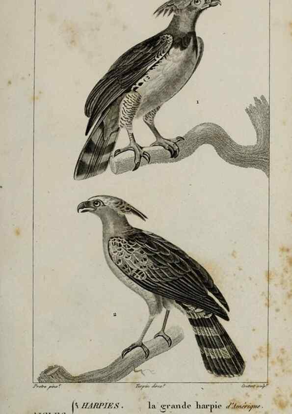 Reproducción/Reproduction 49826679862: Traité d'ornithologie, ou, Tableau méthodique des ordres, sous-ordres, familles, tribus, genres, sous-genres et races d'oiseaux :. Bruxelles :Chez F.G. Levrault ;1831.. 