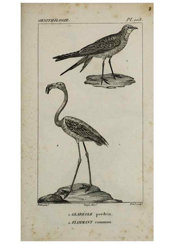Reproducción/Reproduction 49825867318: Traité d'ornithologie, ou, Tableau méthodique des ordres, sous-ordres, familles, tribus, genres, sous-genres et races d'oiseaux :. Bruxelles :Chez F.G. Levrault ;1831.. 