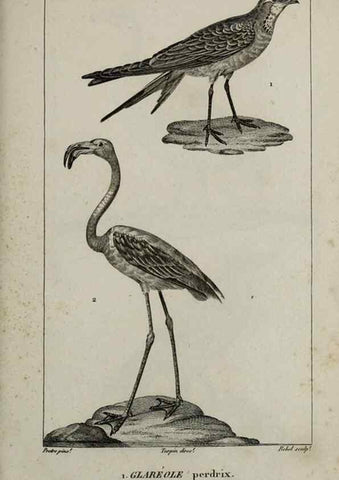 Reproducción/Reproduction 49825867318: Traité d'ornithologie, ou, Tableau méthodique des ordres, sous-ordres, familles, tribus, genres, sous-genres et races d'oiseaux :. Bruxelles :Chez F.G. Levrault ;1831.. 
