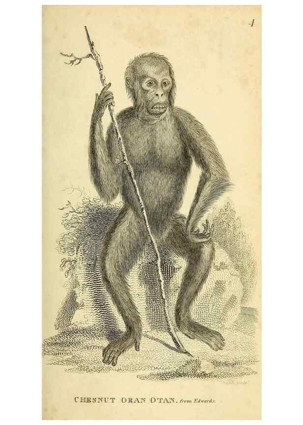 Reproducción/Reproduction 49826717547: General zoology, or Systematic natural history. London,Printed for G. Kearsley,1800-1826.. 