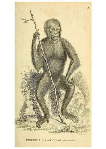Reproducción/Reproduction 49826717547: General zoology, or Systematic natural history. London,Printed for G. Kearsley,1800-1826.. 