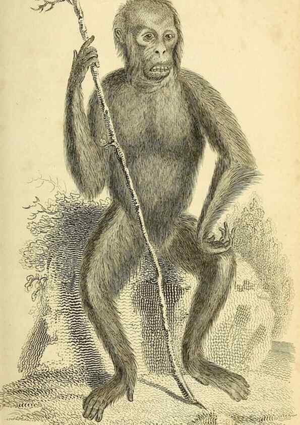 Reproducción/Reproduction 49826717547: General zoology, or Systematic natural history. London,Printed for G. Kearsley,1800-1826.. 
