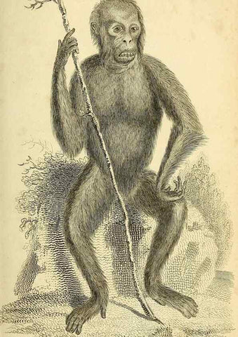 Reproducción/Reproduction 49826717547: General zoology, or Systematic natural history. London,Printed for G. Kearsley,1800-1826.. 