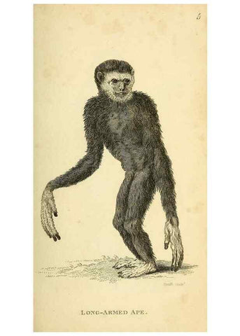 Reproducción/Reproduction 49826401011: General zoology, or Systematic natural history. London,Printed for G. Kearsley,1800-1826.. 