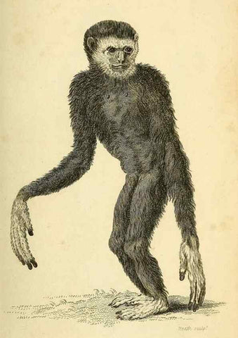 Reproducción/Reproduction 49826401011: General zoology, or Systematic natural history. London,Printed for G. Kearsley,1800-1826.. 