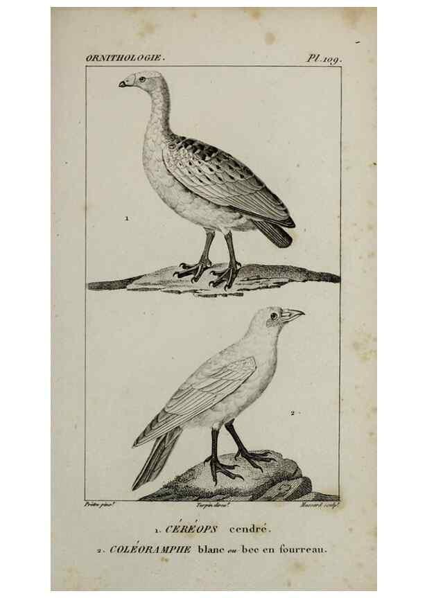 Reproducción/Reproduction 49826717922: Traité d'ornithologie, ou, Tableau méthodique des ordres, sous-ordres, familles, tribus, genres, sous-genres et races d'oiseaux :. Bruxelles :Chez F.G. Levrault ;1831.. 