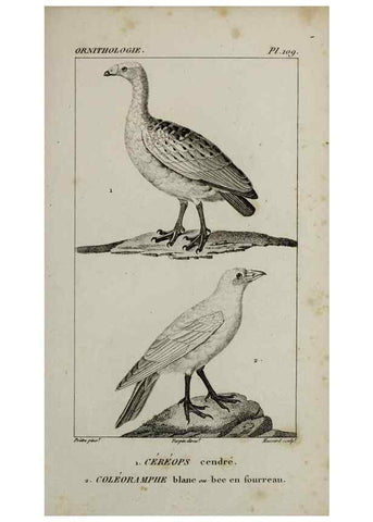 Reproducción/Reproduction 49826717922: Traité d'ornithologie, ou, Tableau méthodique des ordres, sous-ordres, familles, tribus, genres, sous-genres et races d'oiseaux :. Bruxelles :Chez F.G. Levrault ;1831.. 