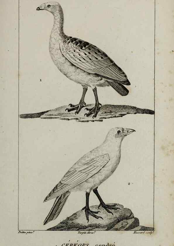 Reproducción/Reproduction 49826717922: Traité d'ornithologie, ou, Tableau méthodique des ordres, sous-ordres, familles, tribus, genres, sous-genres et races d'oiseaux :. Bruxelles :Chez F.G. Levrault ;1831.. 