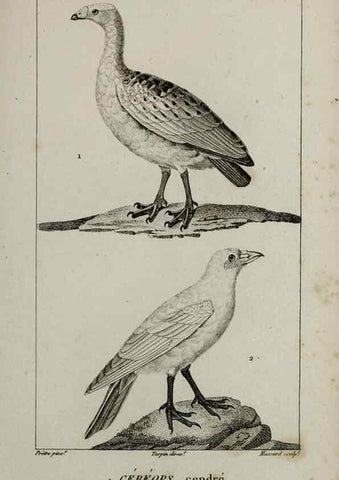 Reproducción/Reproduction 49826717922: Traité d'ornithologie, ou, Tableau méthodique des ordres, sous-ordres, familles, tribus, genres, sous-genres et races d'oiseaux :. Bruxelles :Chez F.G. Levrault ;1831.. 