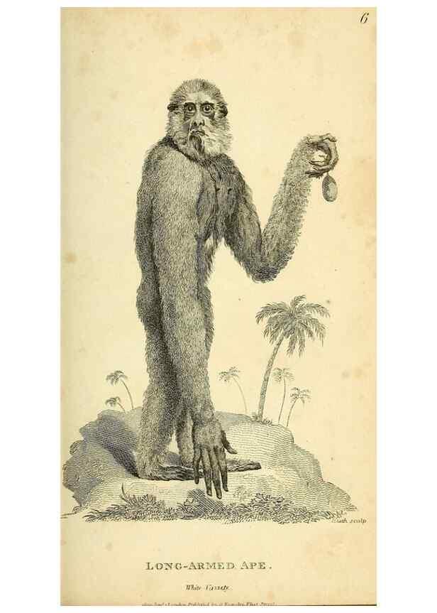 Reproducción/Reproduction 49826401356: General zoology, or Systematic natural history. London,Printed for G. Kearsley,1800-1826.. 