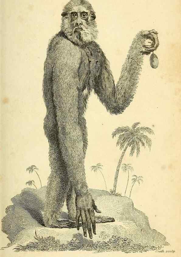 Reproducción/Reproduction 49826401356: General zoology, or Systematic natural history. London,Printed for G. Kearsley,1800-1826.. 