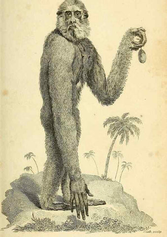 Reproducción/Reproduction 49826401356: General zoology, or Systematic natural history. London,Printed for G. Kearsley,1800-1826.. 