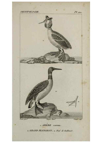 Reproducción/Reproduction 49825868173: Traité d'ornithologie, ou, Tableau méthodique des ordres, sous-ordres, familles, tribus, genres, sous-genres et races d'oiseaux :. Bruxelles :Chez F.G. Levrault ;1831.. 