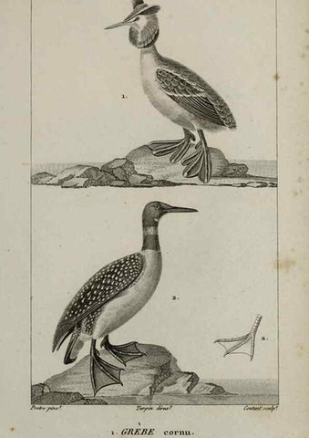 Reproducción/Reproduction 49825868173: Traité d'ornithologie, ou, Tableau méthodique des ordres, sous-ordres, familles, tribus, genres, sous-genres et races d'oiseaux :. Bruxelles :Chez F.G. Levrault ;1831.. 