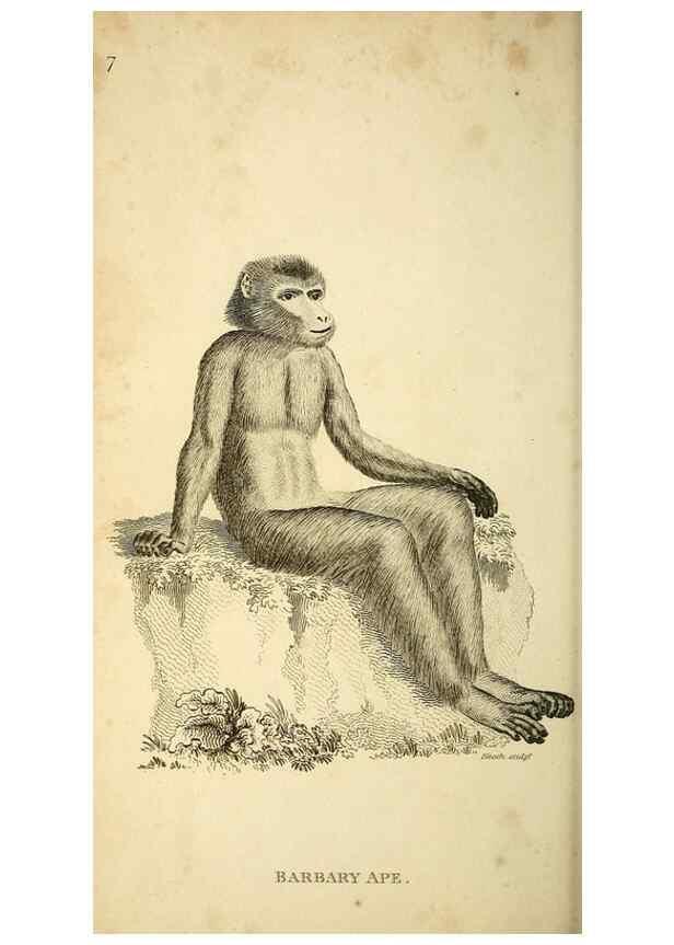 Reproducción/Reproduction 49826718457: General zoology, or Systematic natural history. London,Printed for G. Kearsley,1800-1826.. 