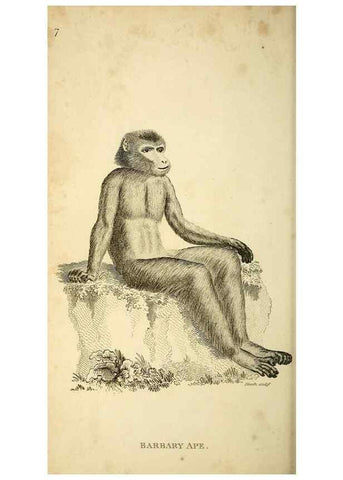 Reproducción/Reproduction 49826718457: General zoology, or Systematic natural history. London,Printed for G. Kearsley,1800-1826.. 