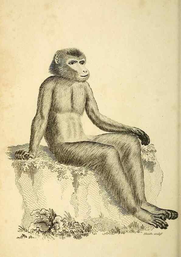 Reproducción/Reproduction 49826718457: General zoology, or Systematic natural history. London,Printed for G. Kearsley,1800-1826.. 