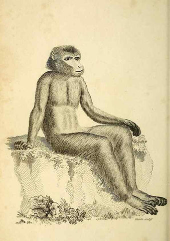 Reproducción/Reproduction 49826718457: General zoology, or Systematic natural history. London,Printed for G. Kearsley,1800-1826.. 