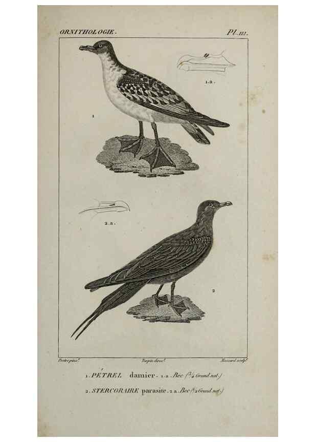 Reproducción/Reproduction 49825868653: Traité d'ornithologie, ou, Tableau méthodique des ordres, sous-ordres, familles, tribus, genres, sous-genres et races d'oiseaux :. Bruxelles :Chez F.G. Levrault ;1831.. 