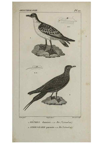 Reproducción/Reproduction 49825868653: Traité d'ornithologie, ou, Tableau méthodique des ordres, sous-ordres, familles, tribus, genres, sous-genres et races d'oiseaux :. Bruxelles :Chez F.G. Levrault ;1831.. 