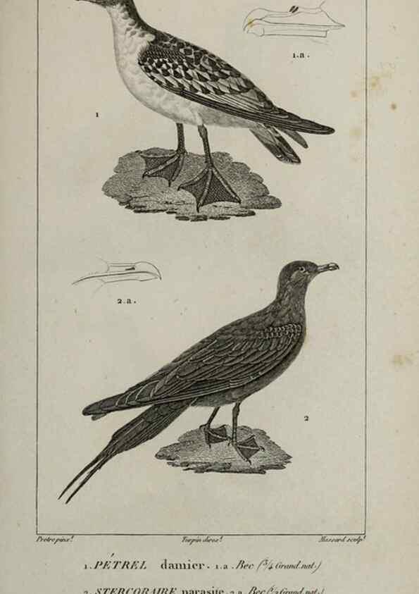 Reproducción/Reproduction 49825868653: Traité d'ornithologie, ou, Tableau méthodique des ordres, sous-ordres, familles, tribus, genres, sous-genres et races d'oiseaux :. Bruxelles :Chez F.G. Levrault ;1831.. 