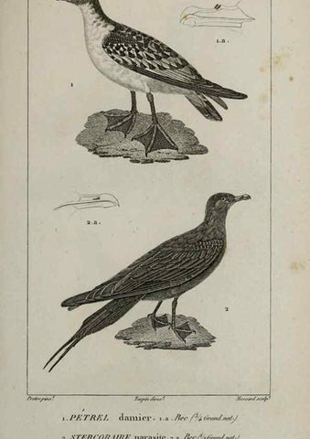 Reproducción/Reproduction 49825868653: Traité d'ornithologie, ou, Tableau méthodique des ordres, sous-ordres, familles, tribus, genres, sous-genres et races d'oiseaux :. Bruxelles :Chez F.G. Levrault ;1831.. 