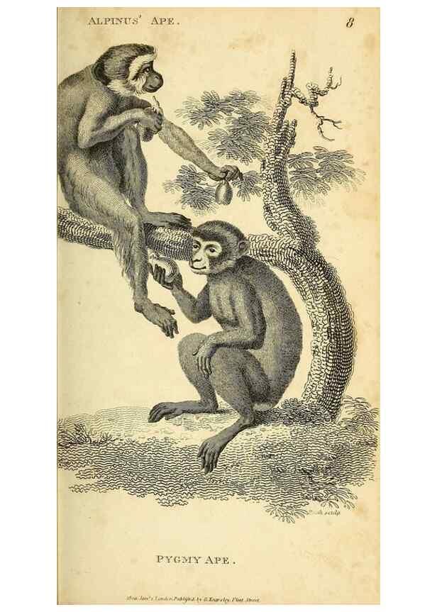 Reproducción/Reproduction 49826719042: General zoology, or Systematic natural history. London,Printed for G. Kearsley,1800-1826.. 