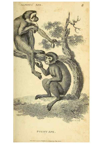 Reproducción/Reproduction 49826719042: General zoology, or Systematic natural history. London,Printed for G. Kearsley,1800-1826.. 