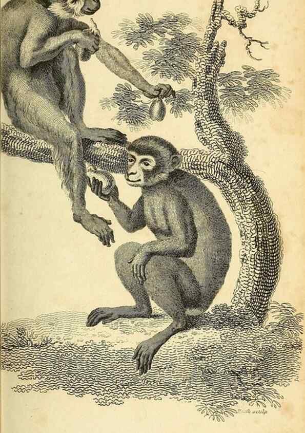 Reproducción/Reproduction 49826719042: General zoology, or Systematic natural history. London,Printed for G. Kearsley,1800-1826.. 