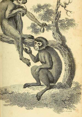 Reproducción/Reproduction 49826719042: General zoology, or Systematic natural history. London,Printed for G. Kearsley,1800-1826.. 